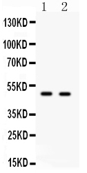 E2F3 Antibody - Western blot - Anti-E2F3 Antibody