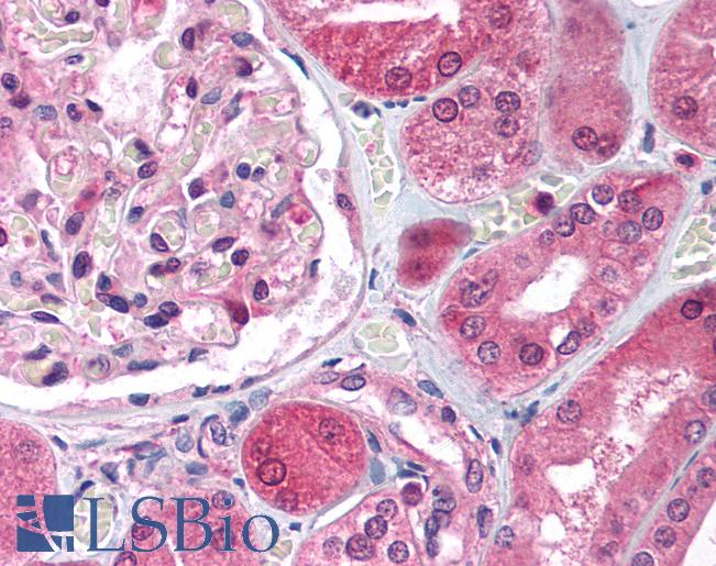 E2F3 Antibody - Anti-E2F3 antibody IHC of human kidney. Immunohistochemistry of formalin-fixed, paraffin-embedded tissue after heat-induced antigen retrieval. Antibody concentration 5 ug/ml.  This image was taken for the unconjugated form of this product. Other forms have not been tested.