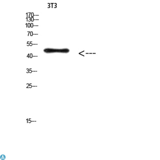 E2F3 Antibody - Western Blot (WB) analysis of 3T3 cells using Antibody diluted at 1:500.