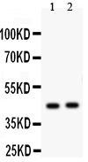 E2F4 Antibody - Western blot - Anti-E2F4 Antibody