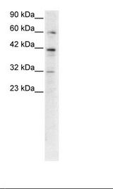 E2F4 Antibody - HepG2 Cell Lysate.  This image was taken for the unconjugated form of this product. Other forms have not been tested.