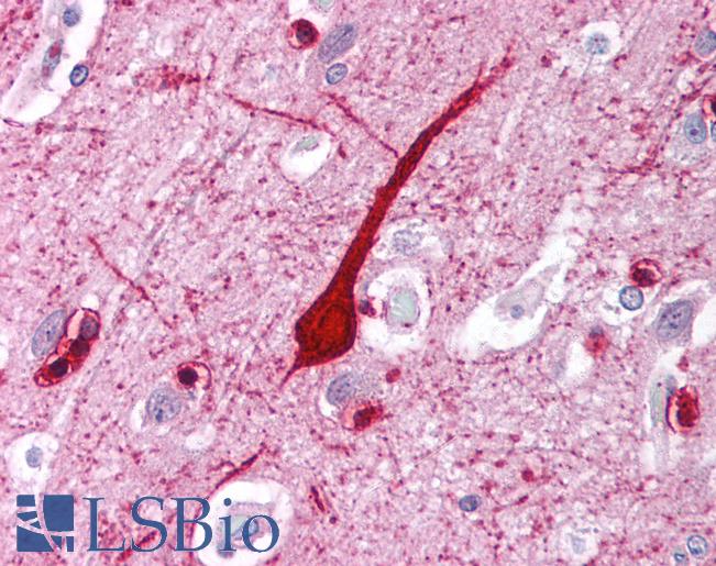 E2F4 Antibody - Anti-E2F4 antibody IHC of human brain, cortex. Immunohistochemistry of formalin-fixed, paraffin-embedded tissue after heat-induced antigen retrieval. Antibody concentration 5 ug/ml.  This image was taken for the unconjugated form of this product. Other forms have not been tested.