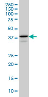 E2F4 Antibody - E2F4 monoclonal antibody (M01), clone 5B7 Western Blot analysis of E2F4 expression in A-549.