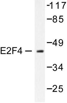 E2F4 Antibody - Western blot of E2F4/E2F5 (L50/83) pAb in extracts from COS7 cells.