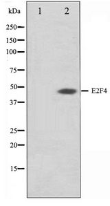 E2F4 Antibody - Western blot of COS7 cell lysate using E2F4 Antibody
