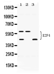 E2F4 Antibody - Western blot - Anti-E2F4 Picoband Antibody