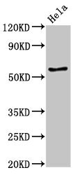 E2F4 Antibody - Western Blot Positive WB detected in: Hela whole cell lysate All lanes: E2F4 antibody at 3.4µg/ml Secondary Goat polyclonal to rabbit IgG at 1/50000 dilution Predicted band size: 44 kDa Observed band size: 60 kDa