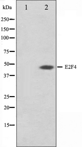 E2F4 Antibody - Western blot analysis on COS7 cell lysates using E2F4 antibody. The lane on the left is treated with the antigen-specific peptide.