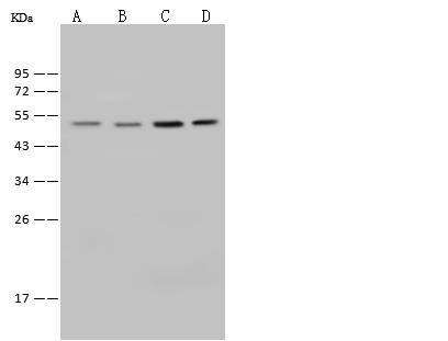 E2F4 Antibody - Anti-E2F4 rabbit polyclonal antibody at 1:500 dilution. Lane A: K562 Whole Cell Lysate. Lane B: Raji Whole Cell Lysate. Lane C: HeLa Whole Cell Lysate. Lane D: Jurkat Whole Cell Lysate. Lysates/proteins at 30 ug per lane. Secondary: Goat Anti-Rabbit IgG (H+L)/HRP at 1/10000 dilution. Developed using the ECL technique. Performed under reducing conditions. Predicted band size: 44 kDa. Observed band size: 53 kDa.