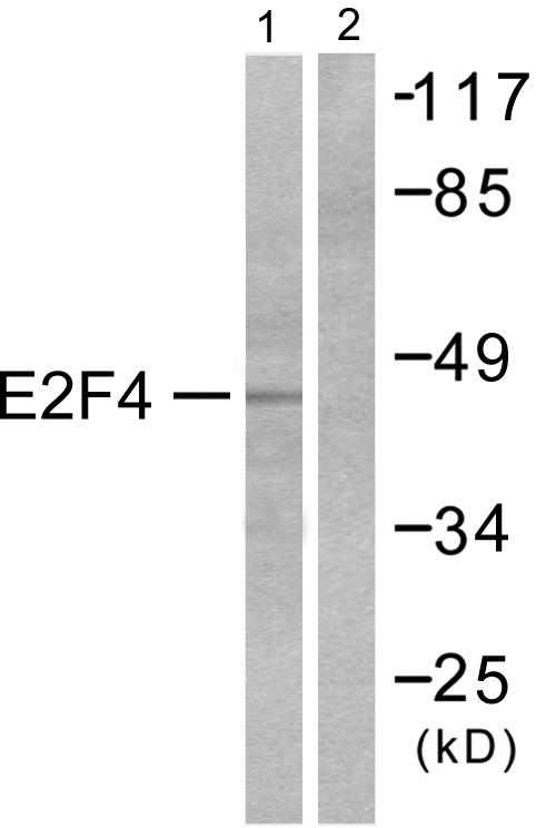 E2F4 Antibody - Western blot analysis of extracts from COS7 cells, using E2F4 antibody.