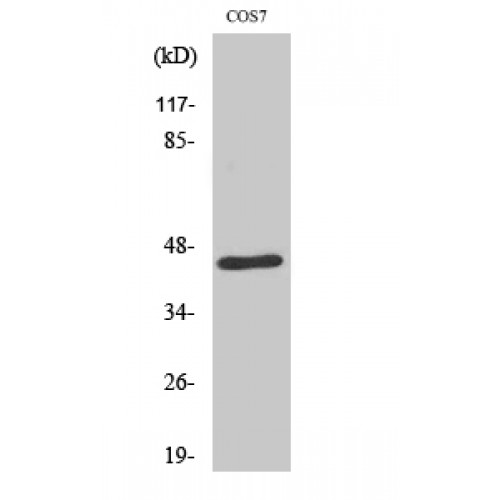 E2F4/E2F5 Antibody - Western blot of E2F-4/5 antibody