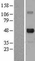 E2F4 Protein - Western validation with an anti-DDK antibody * L: Control HEK293 lysate R: Over-expression lysate