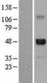 E2F4 Protein - Western validation with an anti-DDK antibody * L: Control HEK293 lysate R: Over-expression lysate