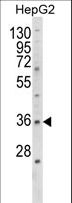 E2F5 Antibody - Western blot of E2F5 Antibody in HepG2 cell line lysates (35 ug/lane). E2F5 (arrow) was detected using the purified antibody.