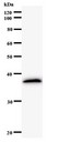 E2F5 Antibody - Western blot of immunized recombinant protein using E2F5 antibody.