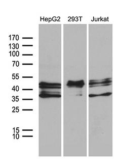 E2F5 Antibody - Western blot analysis of extracts. (35ug) from 3 different cell lines by using anti-E2F5 monoclonal antibody. (1:500)