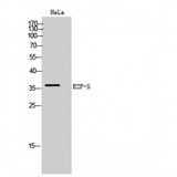 E2F5 Antibody - Western blot of E2F-5 antibody