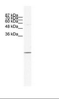 E2F6 Antibody - HepG2 Cell Lysate.  This image was taken for the unconjugated form of this product. Other forms have not been tested.