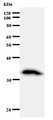 E2F6 Antibody - Western blot of immunized recombinant protein using E2F6 antibody.