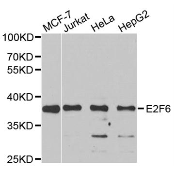 E2F6 Antibody - Western blot analysis of extracts of various cell lines, using E2F6 antibody.