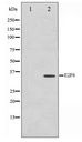 E2F6 Antibody - Western blot of HepG2 cell lysate using E2F6 Antibody