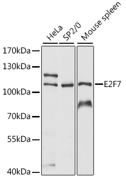 E2F7 Antibody - Western blot analysis of extracts of various cell lines, using E2F7 antibody at 1:1000 dilution. The secondary antibody used was an HRP Goat Anti-Rabbit IgG (H+L) at 1:10000 dilution. Lysates were loaded 25ug per lane and 3% nonfat dry milk in TBST was used for blocking. An ECL Kit was used for detection and the exposure time was 90s.
