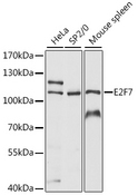 E2F7 Antibody - Western blot analysis of extracts of various cell lines, using E2F7 antibody at 1:1000 dilution. The secondary antibody used was an HRP Goat Anti-Rabbit IgG (H+L) at 1:10000 dilution. Lysates were loaded 25ug per lane and 3% nonfat dry milk in TBST was used for blocking. An ECL Kit was used for detection and the exposure time was 90s.