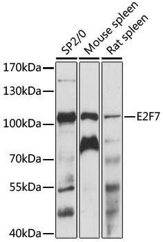 E2F7 Antibody - Western blot analysis of extracts of various cell lines, using E2F7 antibody at 1:1000 dilution. The secondary antibody used was an HRP Goat Anti-Rabbit IgG (H+L) at 1:10000 dilution. Lysates were loaded 25ug per lane and 3% nonfat dry milk in TBST was used for blocking. An ECL Kit was used for detection and the exposure time was 60s.
