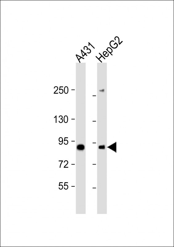E2F8 Antibody - All lanes: Anti-E2F8 Antibody (C-Term) at 1:2000 dilution. Lane 1: A431 whole cell lysate. Lane 2: HepG2 whole cell lysate Lysates/proteins at 20 ug per lane. Secondary Goat Anti-Rabbit IgG, (H+L), Peroxidase conjugated at 1:10000 dilution. Predicted band size: 94 kDa. Blocking/Dilution buffer: 5% NFDM/TBST.