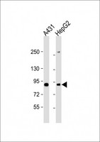E2F8 Antibody - All lanes: Anti-E2F8 Antibody (C-Term) at 1:2000 dilution. Lane 1: A431 whole cell lysate. Lane 2: HepG2 whole cell lysate Lysates/proteins at 20 ug per lane. Secondary Goat Anti-Rabbit IgG, (H+L), Peroxidase conjugated at 1:10000 dilution. Predicted band size: 94 kDa. Blocking/Dilution buffer: 5% NFDM/TBST.