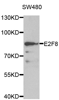 E2F8 Antibody - Western blot analysis of extracts of SW480 cell line, using E2F8 antibody.