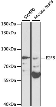 E2F8 Antibody - Western blot analysis of extracts of various cell lines, using E2F8 antibody at 1:1000 dilution. The secondary antibody used was an HRP Goat Anti-Rabbit IgG (H+L) at 1:10000 dilution. Lysates were loaded 25ug per lane and 3% nonfat dry milk in TBST was used for blocking. An ECL Kit was used for detection.