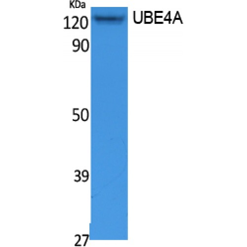 E4 / UBE4A Antibody - Western blot of UBE4A antibody