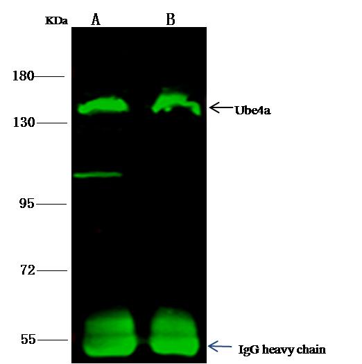E4 / UBE4A Antibody - UBE4A was immunoprecipitated using: Lane A: 0.5 mg Jurkat Whole Cell Lysate. Lane B: 0.5 mg HepG2 Whole Cell Lysate. 4 uL anti-UBE4A rabbit polyclonal antibody and 15 ul of 50% Protein G agarose. Primary antibody: Anti-UBE4A rabbit polyclonal antibody, at 1:100 dilution. Secondary antibody: Dylight 800-labeled antibody to rabbit IgG (H+L), at 1:5000 dilution. Developed using the odssey technique. Performed under reducing conditions. Predicted band size: 123 kDa. Observed band size: 130 kDa.