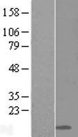 E48 / LY6D Protein - Western validation with an anti-DDK antibody * L: Control HEK293 lysate R: Over-expression lysate