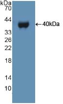 E6AP / UBE3A Antibody - Western Blot; Sample: Recombinant UBE3A, Human.