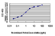 E6AP / UBE3A Antibody - Detection limit for recombinant GST tagged UBE3A is approximately 0.03 ng/ml as a capture antibody.