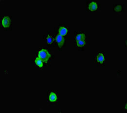 EAF2 / U19 Antibody - Immunofluorescent analysis of HepG-2 cells diluted at 1:100 and Alexa Fluor 488-congugated AffiniPure Goat Anti-Rabbit IgG(H+L)