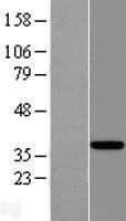 EAF2 / U19 Protein - Western validation with an anti-DDK antibody * L: Control HEK293 lysate R: Over-expression lysate