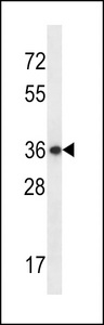 EAPP Antibody - EAPP Antibody western blot of WiDr cell line lysates (35 ug/lane). The EAPP antibody detected the EAPP protein (arrow).