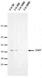 EAPP Antibody - HeLa lysate run on 4-12% Bis-Tris 2D gel in 1xMOPS running buffer. Transfer to 0.45um nitrocellulose. Membrane probed with 1E4 (anti-EAPP). Anti-mouse IgG (whole molecule)-AP conjugate (1 in 2000). Detection with BCIP/NBT substrate.