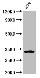 EAPP Antibody - Western Blot Positive WB detected in: 293 whole cell lysate All lanes: EAPP antibody at 3.2µg/ml Secondary Goat polyclonal to rabbit IgG at 1/50000 dilution Predicted band size: 33 kDa Observed band size: 33 kDa