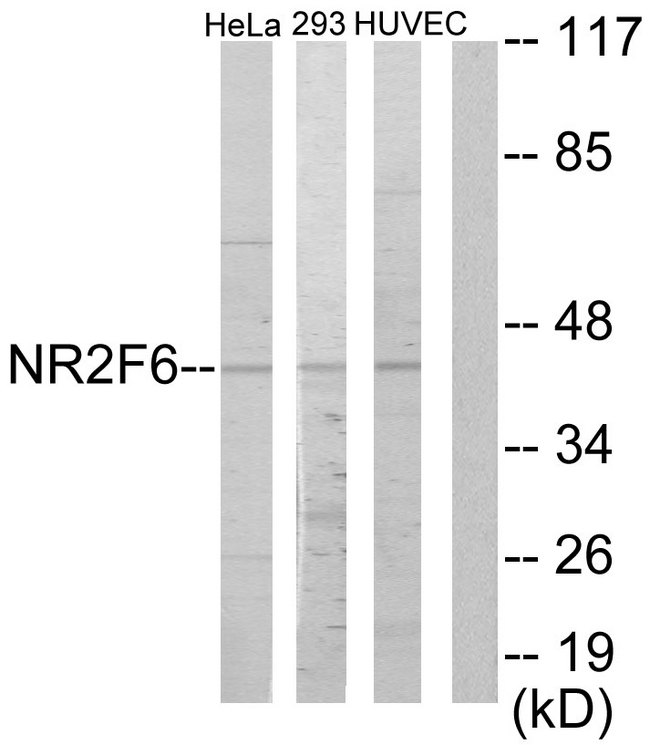 EAR2 / NR2F6 Antibody - Western blot analysis of lysates from HeLa, HUVEC, and 293 cells, using NR2F6 Antibody. The lane on the right is blocked with the synthesized peptide.