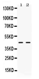 EAR2 / NR2F6 Antibody - Western blot - Anti-NR2F6/Ear2 Picoband Antibody
