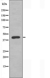 EAR2 / NR2F6 Antibody - Western blot analysis of extracts of HeLa cells using NR2F6 antibody.