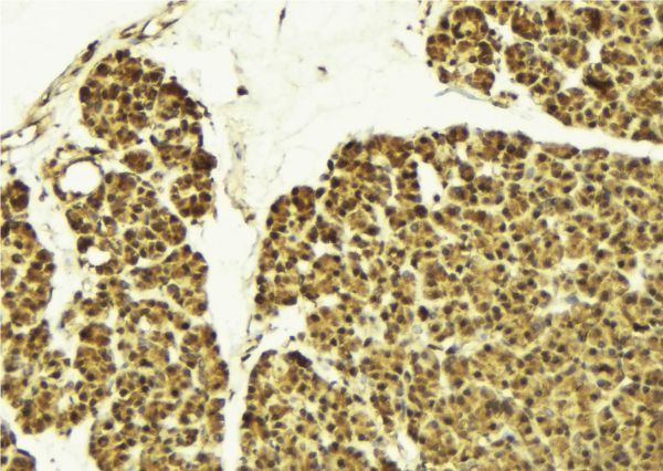 EAR2 / NR2F6 Antibody - 1:100 staining mouse pancreas tissue by IHC-P. The sample was formaldehyde fixed and a heat mediated antigen retrieval step in citrate buffer was performed. The sample was then blocked and incubated with the antibody for 1.5 hours at 22°C. An HRP conjugated goat anti-rabbit antibody was used as the secondary.