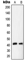 EAR2 / NR2F6 Antibody - Western blot analysis of NR2F6 expression in HepG2 (A); rat liver (B) whole cell lysates.