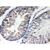 EBAG9 / RCAS1 Antibody - EBAG9 antibody IHC-paraffin. IHC(P): Mouse Testis Tissue.