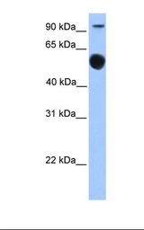 EBF / EBF1 Antibody - Fetal brain lysate. Antibody concentration: 1.0 ug/ml. Gel concentration: 12%.  This image was taken for the unconjugated form of this product. Other forms have not been tested.