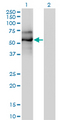 EBF / EBF1 Antibody - Western Blot analysis of EBF1 expression in transfected 293T cell line by EBF1 monoclonal antibody (M01), clone 1C12.Lane 1: EBF1 transfected lysate(64 KDa).Lane 2: Non-transfected lysate.